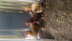Gratis af te halen! 3 plymouth rock krieltjes, Kip