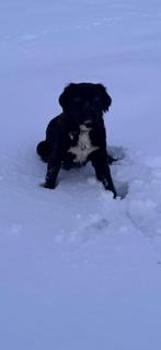 Labrador kruising heidewachter, CDV (hondenziekte), Teef, Eén hond, Nederland