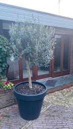 2 stuks Spaanse Olijfbomen inclusief pot., Bloeit niet, Ophalen of Verzenden, 100 tot 250 cm, Olijfboom