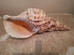 Grote spiraalschelp – Natuurdecoratie – Uniek & elegant, Verzamelen, Mineralen en Fossielen, Ophalen, Mineraal
