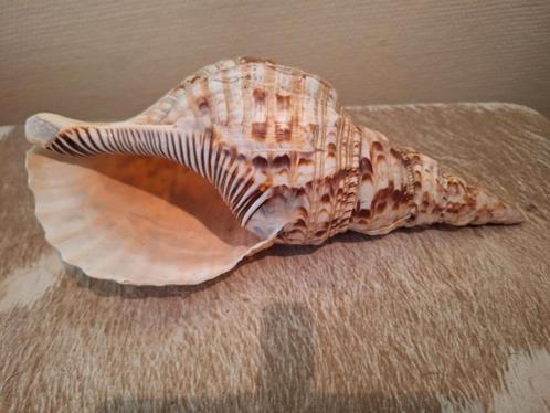 Grote spiraalschelp – Natuurdecoratie – Uniek & elegant, Verzamelen, Mineralen en Fossielen, Mineraal, Ophalen