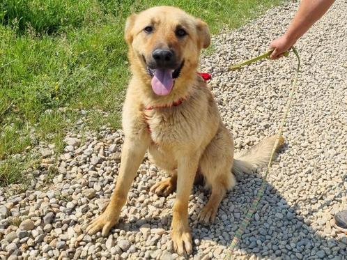 Lieve, mooie Viorel, gevonden op straat, wacht op een thuis, Dieren en Toebehoren, Honden | Niet-rashonden, Groot, Reu, Particulier