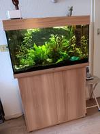 Aquarium Juwel compleet, Dieren en Toebehoren, Vissen | Aquaria en Toebehoren, Ophalen, Zo goed als nieuw, Gevuld zoetwateraquarium