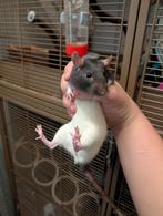Ratjes vrouwtjes, Dieren en Toebehoren, Knaagdieren, Rat, April, Vrouwelijk, Tam