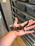 1.0 pure black night luipaardgekko, Hagedis