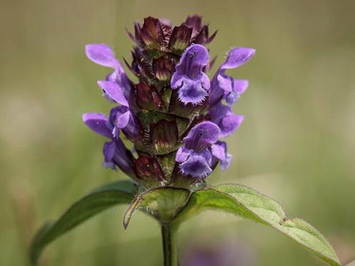 Gewone Brunel / bijenkorfje /Prunella vulgaris., Tuin en Terras, Planten | Tuinplanten, Vaste plant, Bodembedekkers, Halfschaduw