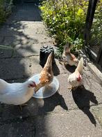 Leuke Serama kippen, Dieren en Toebehoren, Pluimvee, Mannelijk, Kip