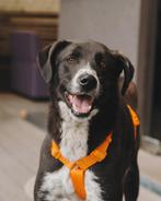 ‍ Jessica zoekt een thuis! ‍, Dieren en Toebehoren, Particulier, Buitenland, Teef, Eén hond