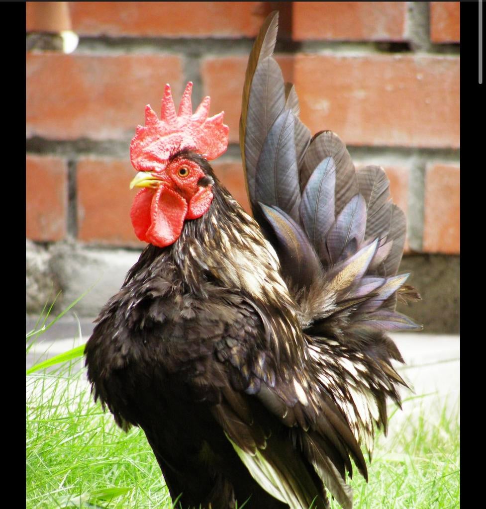 Serama haan gezocht, Mannelijk, Kip