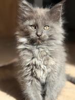 Prachtige Maine Coon kittens, Poes, Gechipt, 0 tot 2 jaar