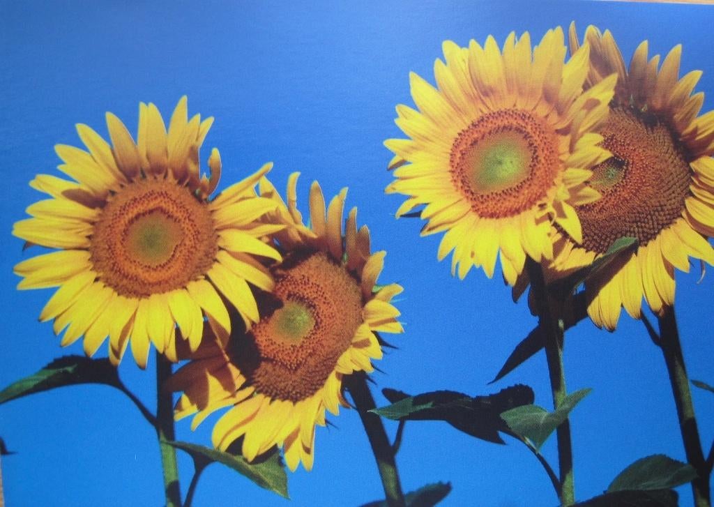 Zonnebloemen op blauwe lucht, Verzenden, 1980 tot heden, Gelopen, Overige thema's