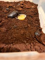 Dynastes neptunus vrouw imago, Dieren en Toebehoren, Insecten en Spinnen, Spin of Schorpioen