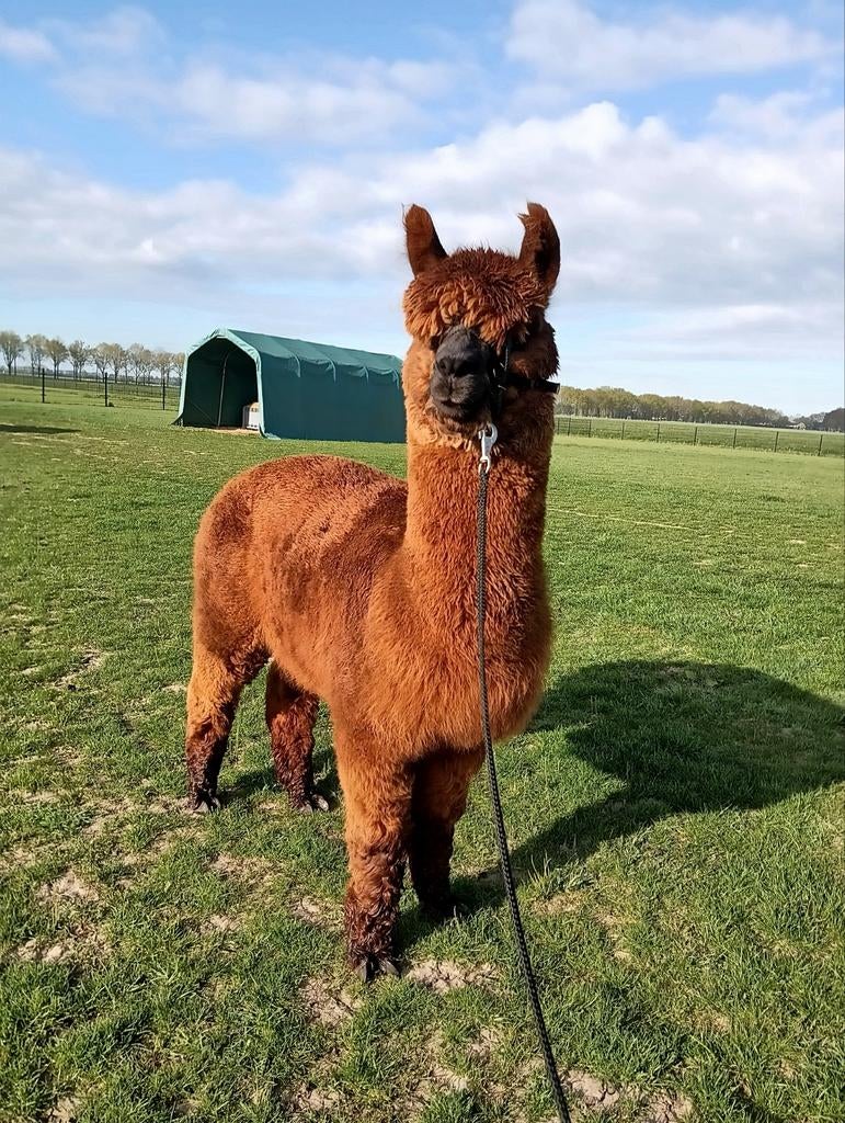 Alpaca dekhengst, Dieren en Toebehoren, Overige Dieren, Januari, Mannelijk