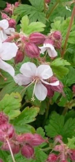 Geranium macrorrizum, Ophalen, Overige soorten, Volle zon