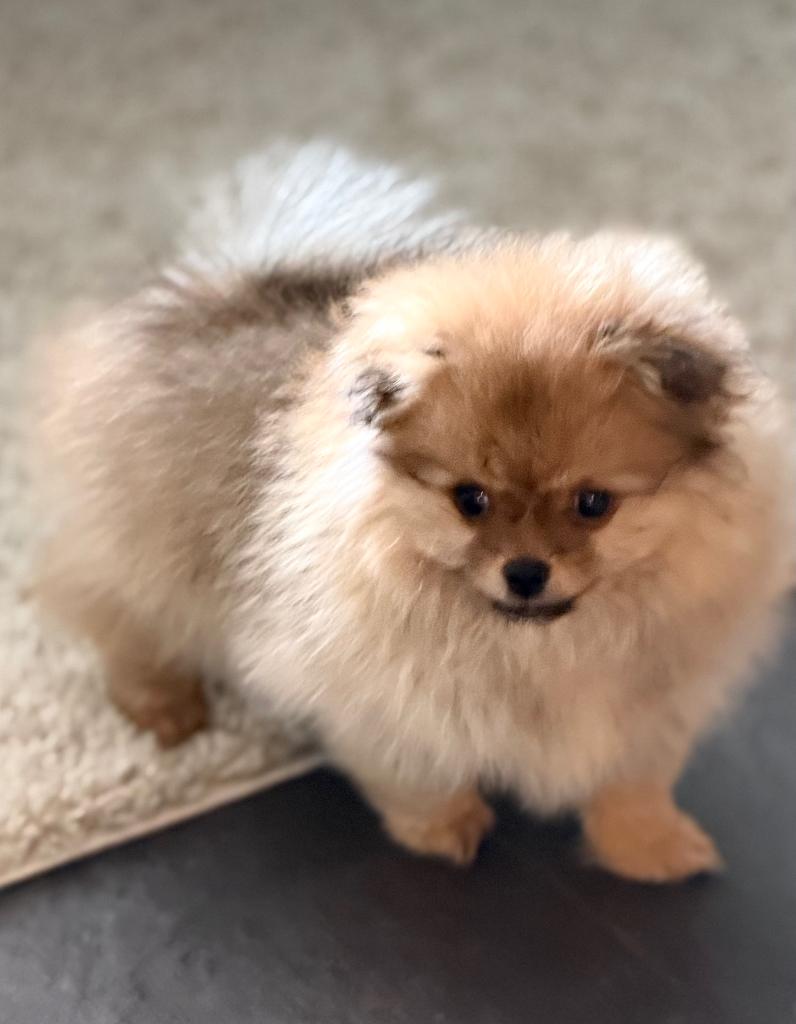 Kees / pomeriaan  puppy, Meerdere, Nederland, Particulier, Reu