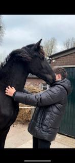 opfok plek gezocht voor een friese jaarling merrie, Ophalen of Verzenden, Zo goed als nieuw