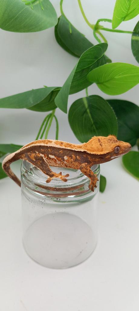 Poss 0.1 Tricolor Emptyback wimpergekko (vrouw) Leopard Gecko - female for sale from TCM_Reptiless