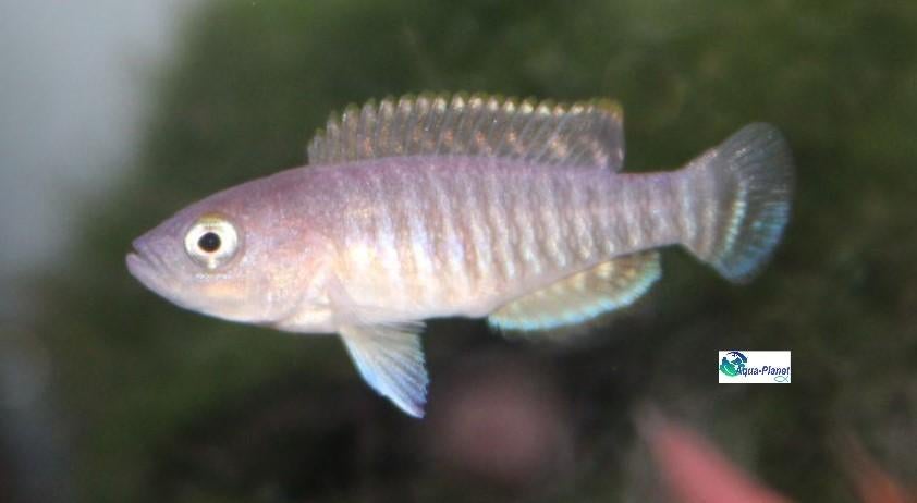 Slakkenhuis Cichlide, Dieren en Toebehoren, Vissen | Aquariumvissen, Zoetwatervis, Vis