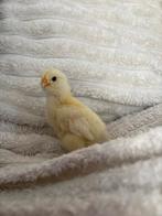 Kleurlegger kuikens!, Dieren en Toebehoren, Pluimvee, Meerdere dieren, Kip