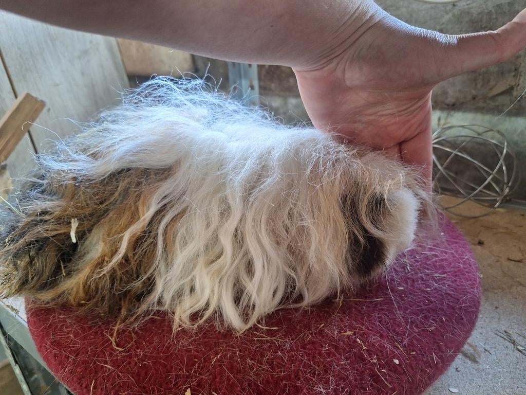 Alpaca cavia, November, Mannelijk, Cavia