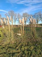 Pampasgras, Volle zon, Vaste plant, Siergrassen, Ophalen of Verzenden