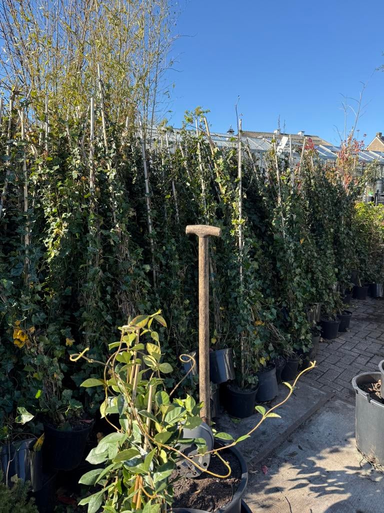 Hedera super groot225 +3 pm bent u dicht gaat nu snel 9,95, Ophalen, Vaste plant, Bloeit niet, Halfschaduw