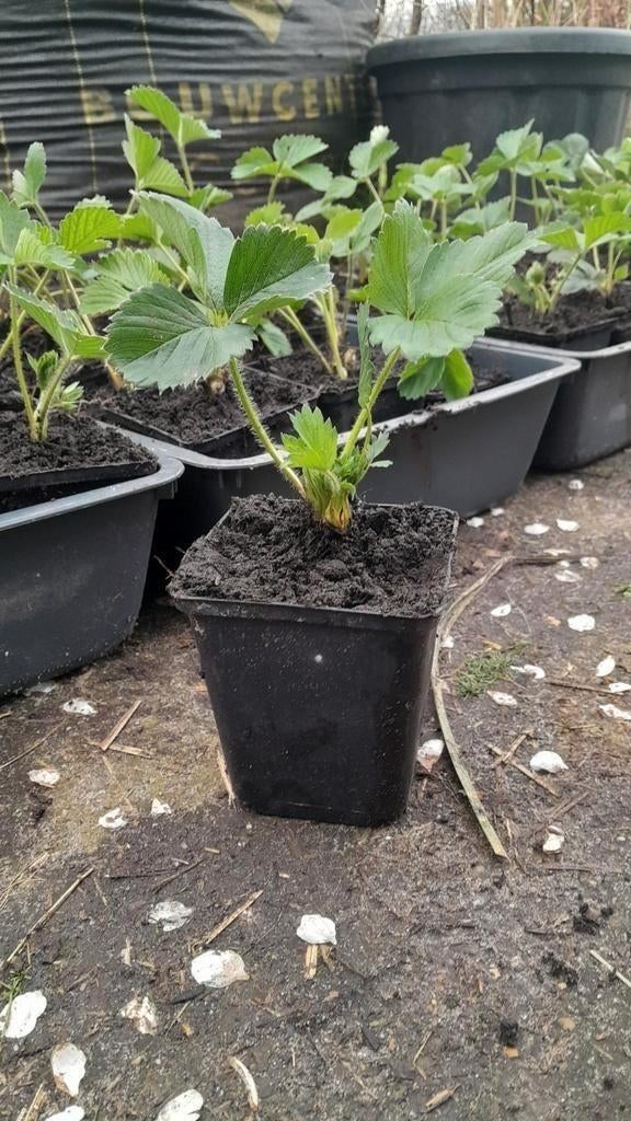 Aardbeien plantjes aardbeienplanten aardbei korona plant, Tuin en Terras, Ophalen, Volle zon, Vaste plant, Fruitplanten