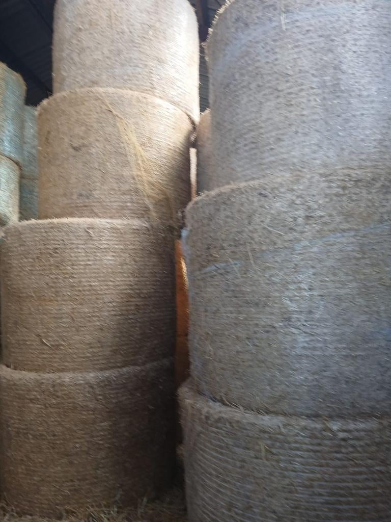 Ronde balen Gerstesteo, Dieren en Toebehoren, Dierenvoeding, Ophalen of Verzenden, Vee