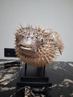 Verschillende woonaccessoires en -decoratie, Huis en Inrichting, Woonaccessoires | Overige, Ophalen of Verzenden, Zo goed als nieuw