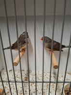 Zebravinken, Dieren en Toebehoren, Meerdere dieren