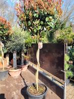 Photinia Fraseri 'Red Robin' met Draaistam - 2m+ Hoog, Ophalen