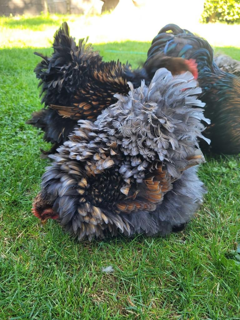 Broedeieren 🐣 cochin  kriel Goudblauw & Goudzwart gezoomd, Dieren en Toebehoren, Pluimvee, Geslacht onbekend, Kip