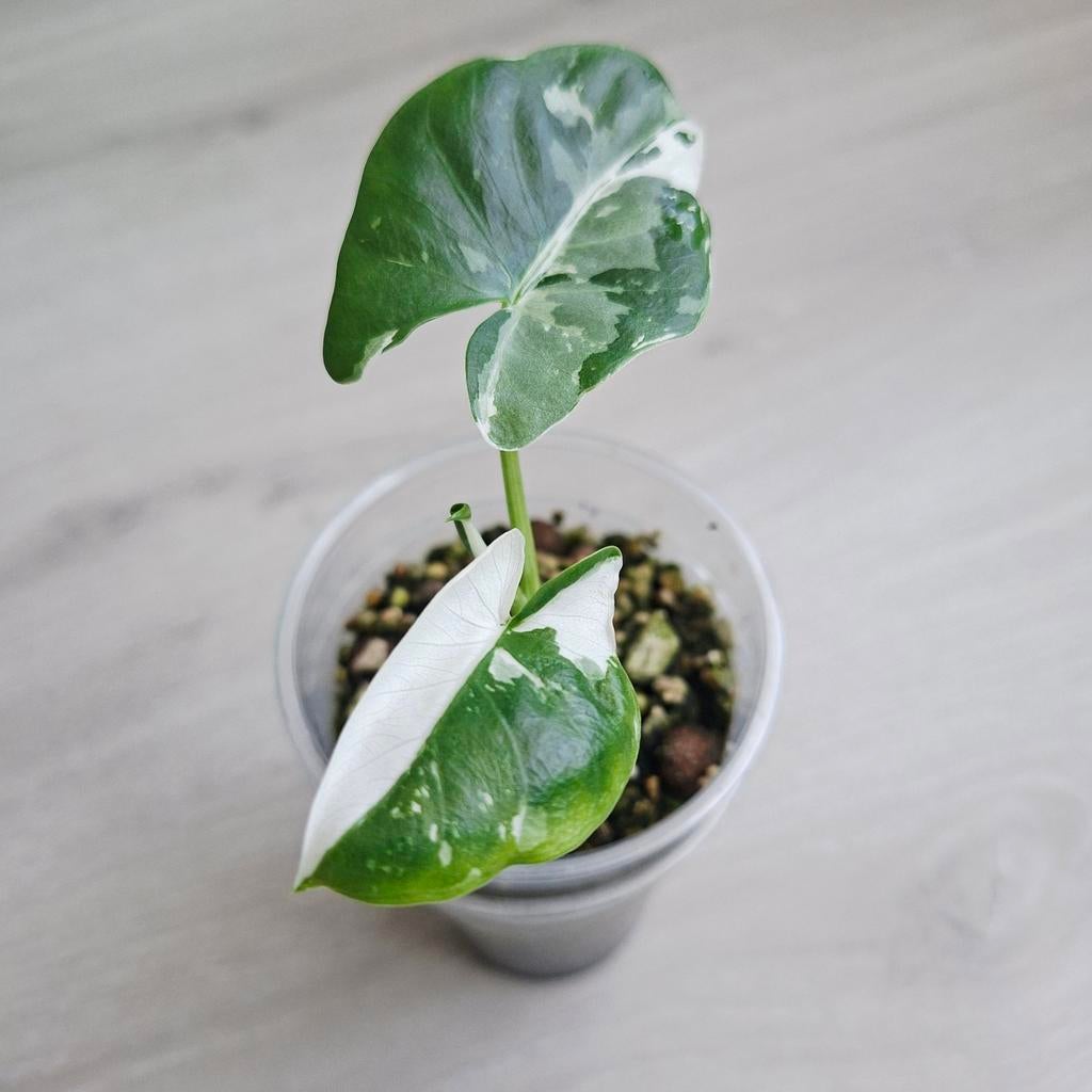 Alocasia macrorrhiza variegata plant, Huis en Inrichting, Kamerplanten, Ophalen of Verzenden, Halfschaduw, Minder dan 100 cm