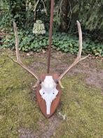 Edelhert gewei op schild overkapping jacht hut landelijk, Ophalen, Gebruikt, Hert, Gewei of Kop