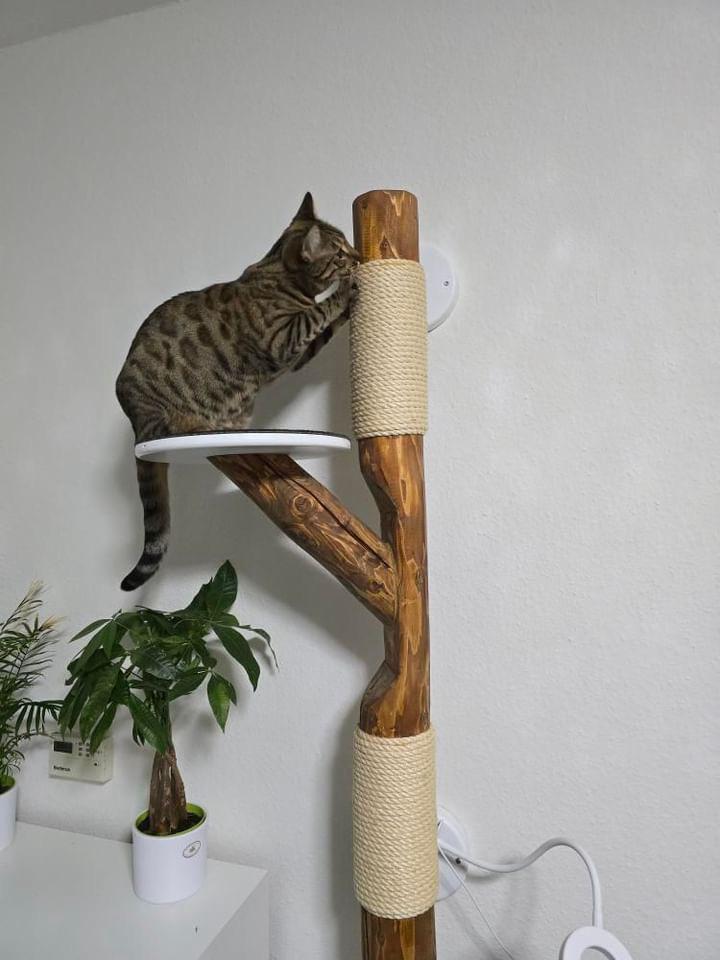 Muur krabpaal met relax plek, Kleur te personaliseren, 120cm, Ophalen of Verzenden, Nieuw, Krabpaal