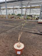 Caudex Euphorbia Mahabobokensis Madagaskar potmaat 12cm., Overige soorten, In pot, Minder dan 100 cm, Halfschaduw