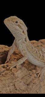 Gezocht: Baardagaam, Hagedis, 0 tot 2 jaar