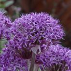 Allium violet Beauty, Ophalen, Volle zon