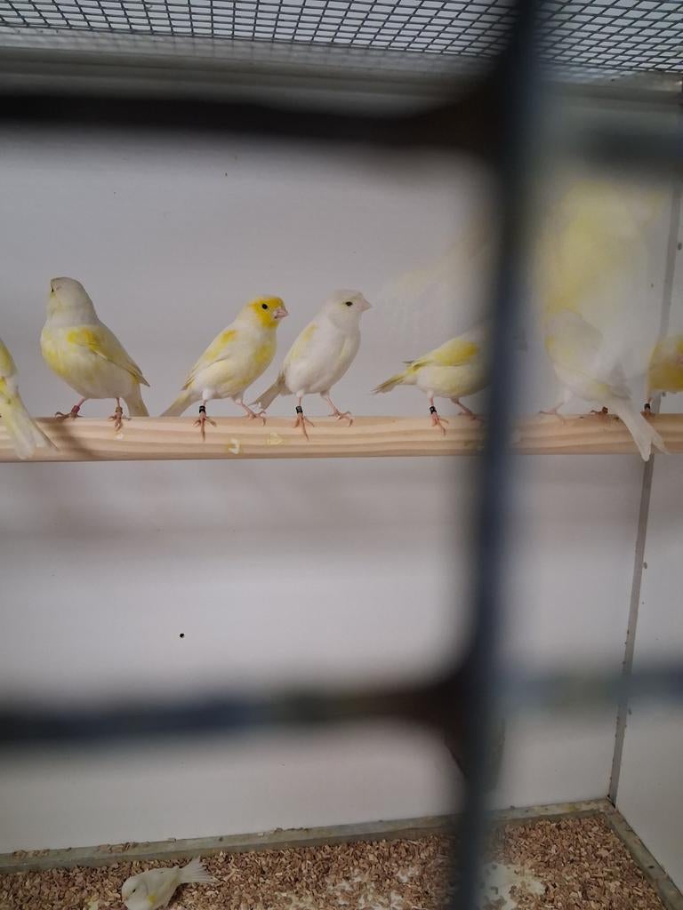 Meerdere geel mozaiek kanaries, Dieren en Toebehoren, Vogels | Kanaries, Meerdere dieren, Kleurkanarie