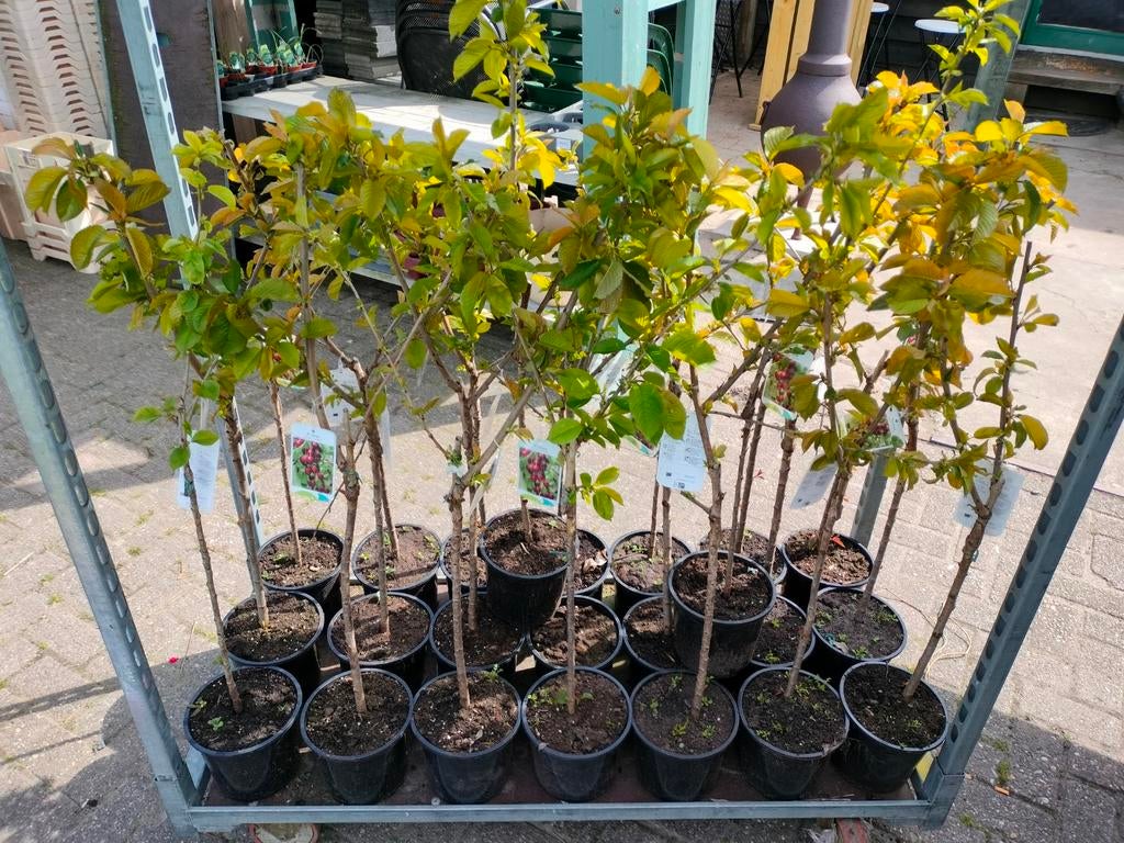 Zoete Kersenboom 'Kordia' - Prunus avium, Tuin en Terras, Ophalen, Lente, Volle zon, Kersenboom