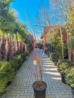 Acer Palmatum Sangokaku, japanse esdoorn, Tuin en Terras, Ophalen, Bloeit niet, Halfschaduw, Overige soorten