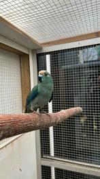 Kakariki. Man, Mannelijk, Parkiet, Geringd