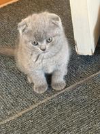 Scottish fold, Ophalen of Verzenden