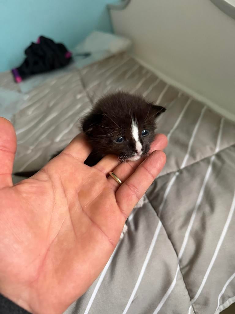 Kitten. 🐈, Dieren en Toebehoren, Katten en Kittens | Overige Katten, Geslacht onbekend, Langharig, 0 tot 2 jaar