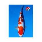 VHQ kohaku JUMBO tosai MATSUE koifarm japanse koi, Karper of Koi