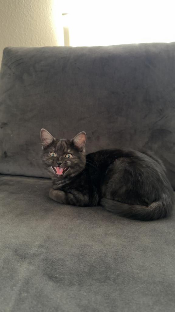 Kitten bijna een half jaar oud, Dieren en Toebehoren, Katten en Kittens | Overige Katten, Kater, Langharig, 0 tot 2 jaar