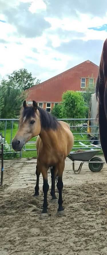 Weidemaatje aangeboden