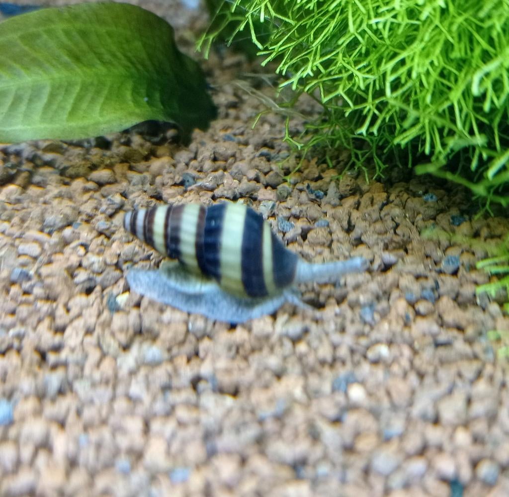 Anatome Helena slak ( slak etende slak), Dieren en Toebehoren, Vissen | Aquariumvissen, Slak of Weekdier