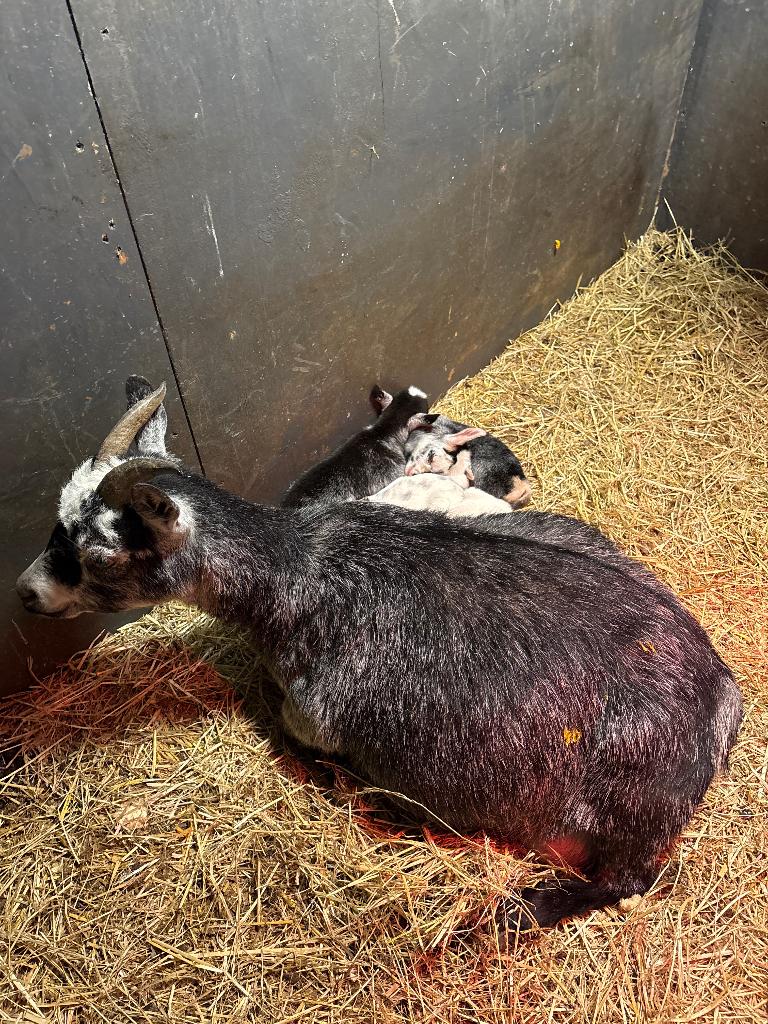 Dwerggeiten met jongen, Dieren en Toebehoren, Schapen, Geiten en Varkens, Meerdere dieren, Geit