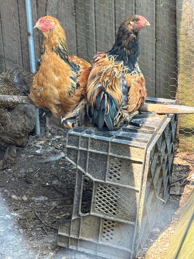 Brahma hanen te koop, Dieren en Toebehoren, Pluimvee, Mannelijk, Kip